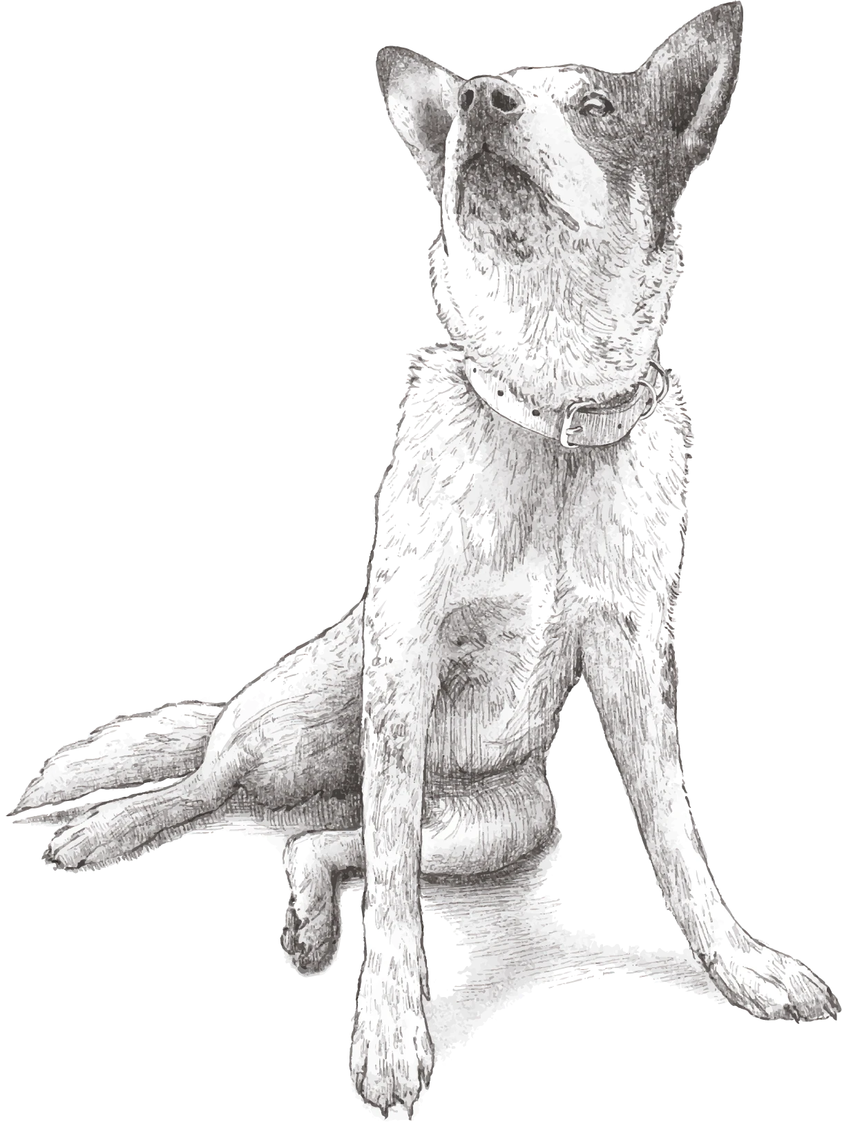 Dog illustration